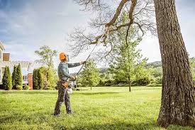 Best Tree Risk Assessment  in Weedsport, NY