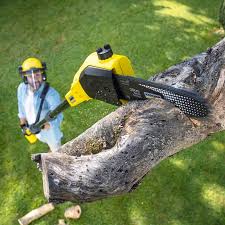 Best Stump Grinding and Removal  in Weedsport, NY