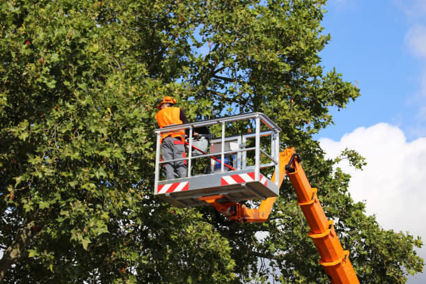 Best Hazardous Tree Removal  in Weedsport, NY