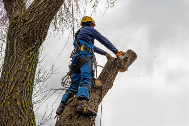 Best Tree Disease Treatment  in Weedsport, NY