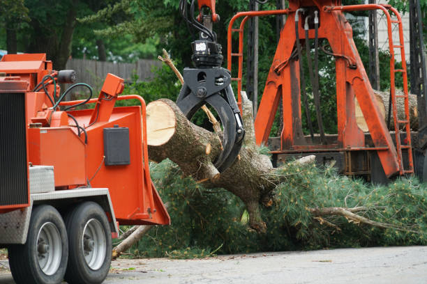 Best Root Management and Removal  in Weedsport, NY