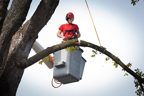 Best Leaf Removal  in Weedsport, NY