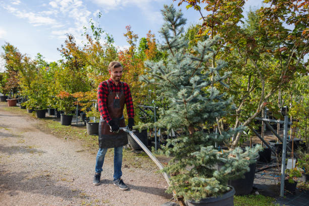 Best Lawn Grading and Leveling  in Weedsport, NY